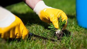 Lawn Weed Control