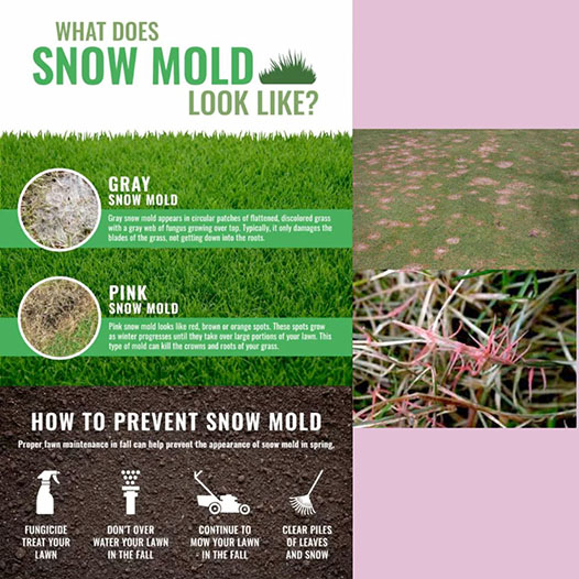 What Does Snow Mold Look Like?