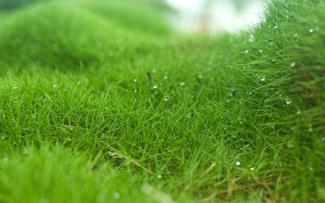 Choosing The Right Type Of Grass For Your Lawn