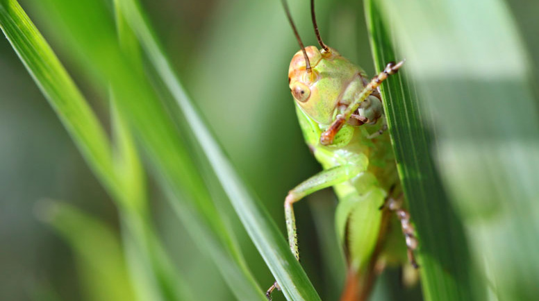 Lawn Insects And Diseases