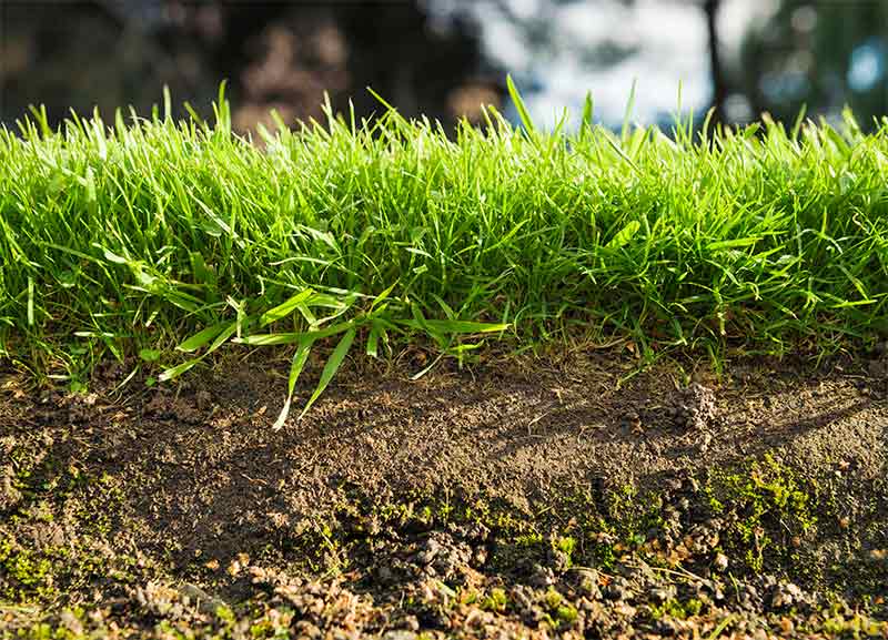 Creating A New Lawn