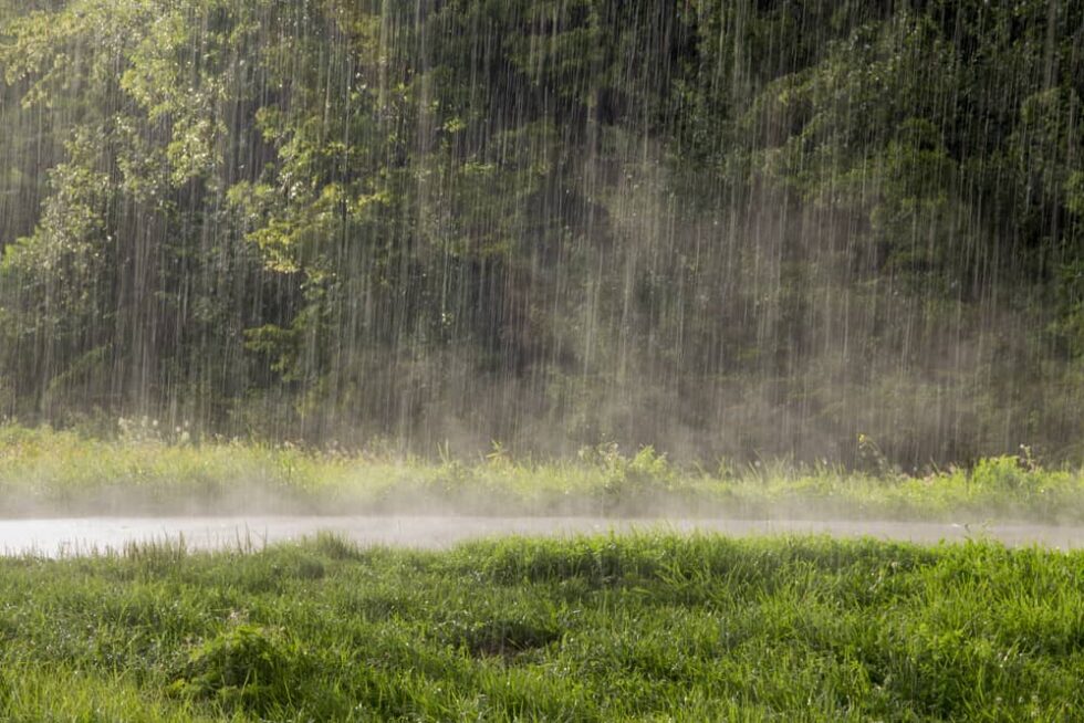 Should You Fertilize Your Lawn Before or After It Rains? Lawn